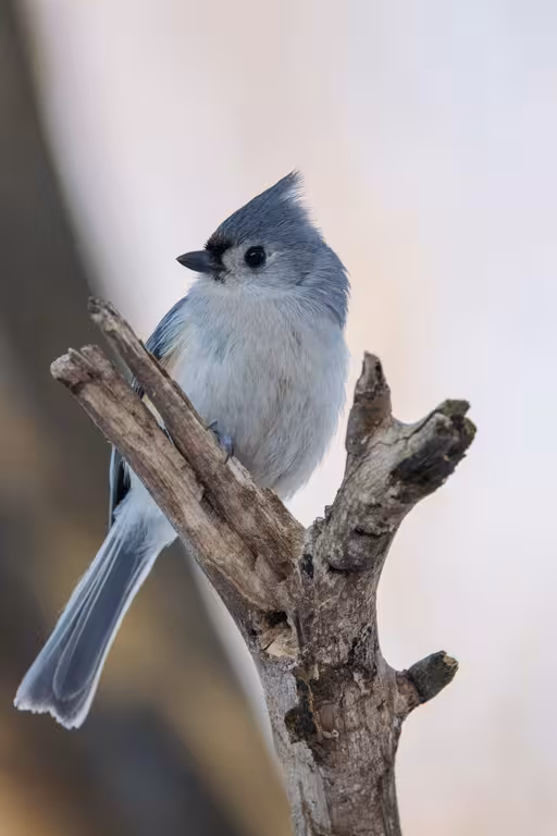 Bird perched on branch. Mark Olsen, Unsplash.